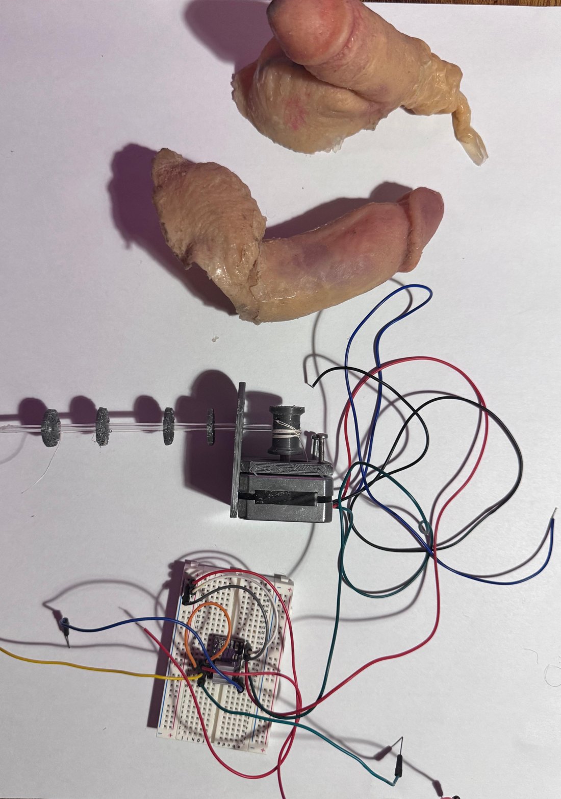 Penile Transplant: two hand-cast silicone bodies above a cable-driven segmented mechanism with stepper motor and breadboard electronics